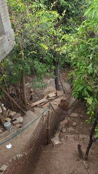 Chickens and Dog Resting in Garden Shade Under Trees