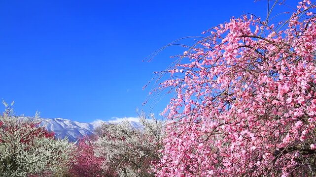 梅と藤原岳