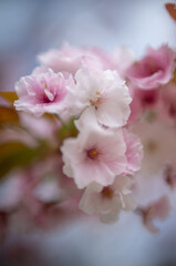 Naklejka premium Macro close-up of delicate pink and white double cherry blossoms with dreamy soft focus background in spring