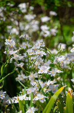 Vertical close-up view of blooming fringed iris flowers (Shaga) with green leaves and buds in a woodland in spring