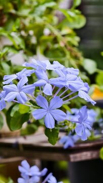 blue flowers in the garden