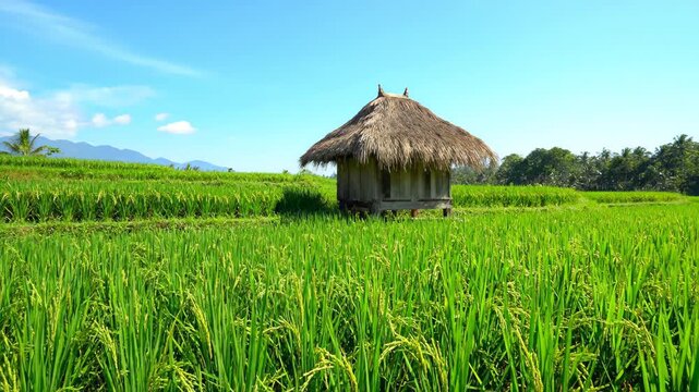 Thatched huts and rice paddies in the fields, thatched huts in green rice paddies
