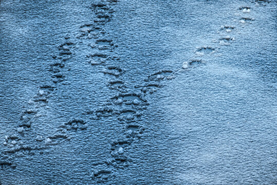 Tierspuren im gefrorenen Schnee auf einem See