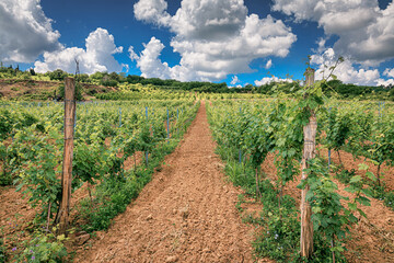 Obraz premium Wide-angle view down a red clay furrow flanked by wooden-post trellises supporting young grapevines, vineyard and winery concept