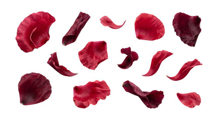 Fototapeta premium Collection of beautiful dark red rose petals isolated on a black background for romantic floral design