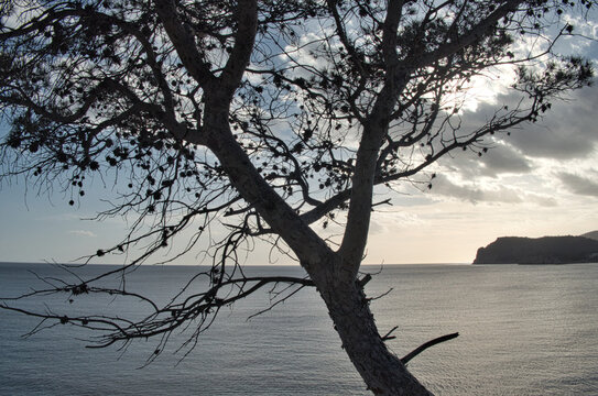 Blick durch einen Pinienbaum auf das Mittelmeer an der K&uuml;ste Mallorcas