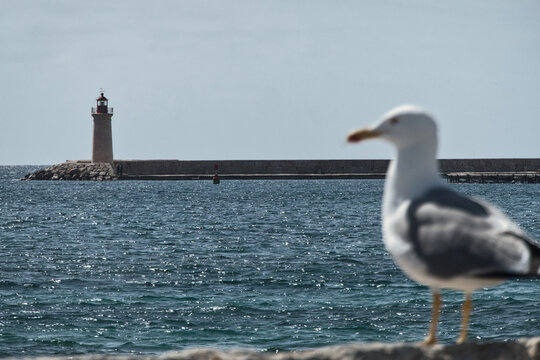 M&ouml;we sitzt auf einer Steinmauer im Vordergrund mit dem Leuchtturm von Portocolom im unscharfen Hintergrund