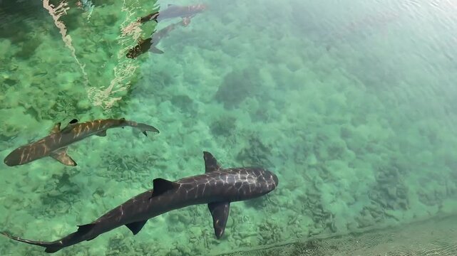 Blacktip Reef Sharks Swimming in Clear Shallow Water at Karimunjawa Shark Conservation Indonesia