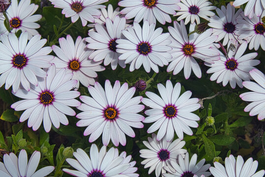 Bl&uuml;hende wei&szlig;e Kapk&ouml;rbchen mit lila Bl&uuml;tenmitte im Sonnenlicht  (Bornholmer Margeriten; Asteraceae: Osteospermum ecklonis