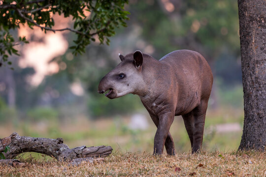 South American Tapir - Tapirus terrestris, large shy mammal from South American forests and bushes, Pantanal, Brazil.