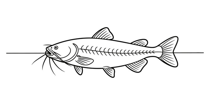 Simple line drawing of a catfish showing skeletal structure