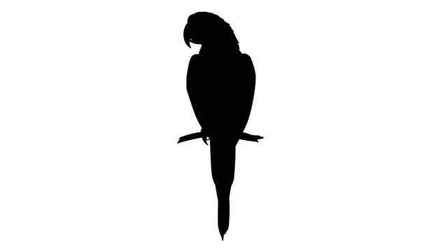 Black silhouette of a parrot on a branch. Isolated bird icon for graphic design projects.
