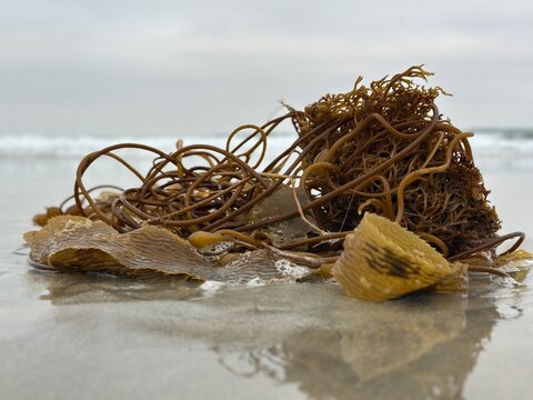 Low angle side perspective of Giant Kelp Macrocystis pyrifera resting on wet sand at Carlsbad California beach.