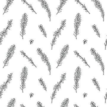 Seamless pattern of hand-drawn heather sprigs in black and white