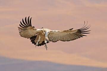Fototapeta premium An endangered Cape vulture (Gyps coprotheres) landing with open wings, South Africa