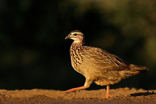 A crested francolin (Ortygornis sephaena) walking in natural habitat, South Africa