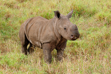 A cute baby white rhinoceros (Ceratotherium simum) in natural habitat, South Africa © EcoView