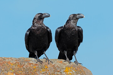 Naklejka premium A pair of white-necked ravens (Corvus albicollis) perched on a rock against a blue sky, South Africa