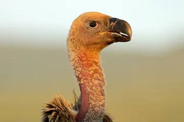 Close-up portrait of a white-backed vulture (Gyps africanus), South Africa © EcoView