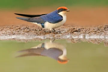 A wire-tailed swallow (Hirundo smithii) at a waterhole with reflection, South Africa © EcoView