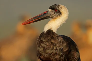 Close-up portrait of a woolly-necked stork (Ciconia episcopus), South Africa © EcoView