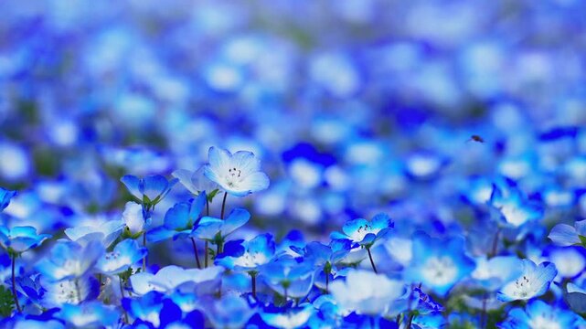 ネモフィラの花畑　春イメージ

