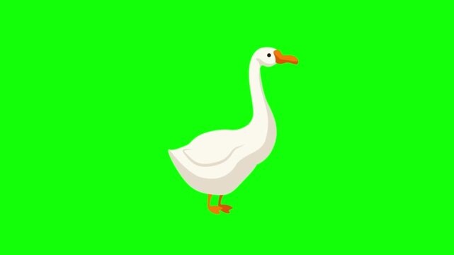 vector illustration of a swan Animated White Goose Bird Character Honking Loop on Green Screen Background