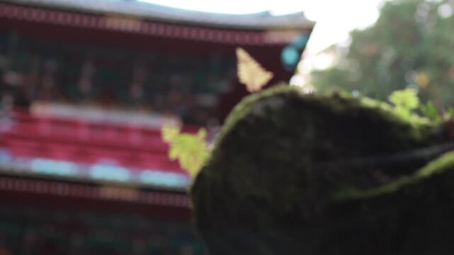 苔むした石灯籠と表門