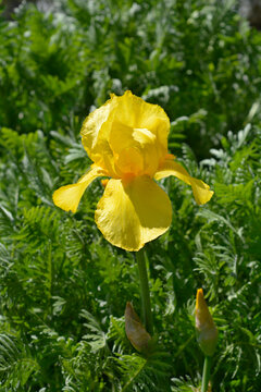 Tall bearded iris yellow flower - Latin name - Iris barbata elatior Foxfire
