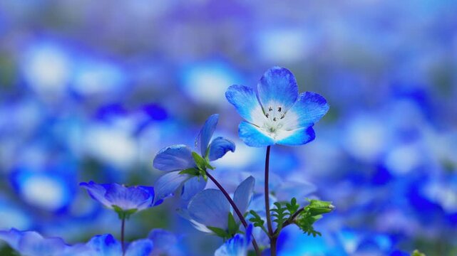 ネモフィラの花畑　春イメージ

