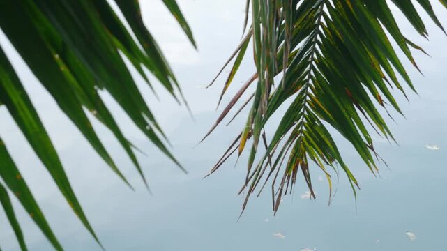 Tropical palm frond hanging over calm pond water surface reflecting blue sky and clouds in urban park