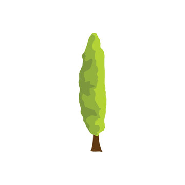 Flat vector illustration of a tall, slender columnar cypress tree, isolated on a white background.