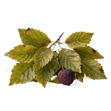 Hackberry leaves (Celtis occidentalis) with berry isolated on a transparent background