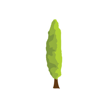 Flat vector illustration of a tall, slender columnar cypress tree