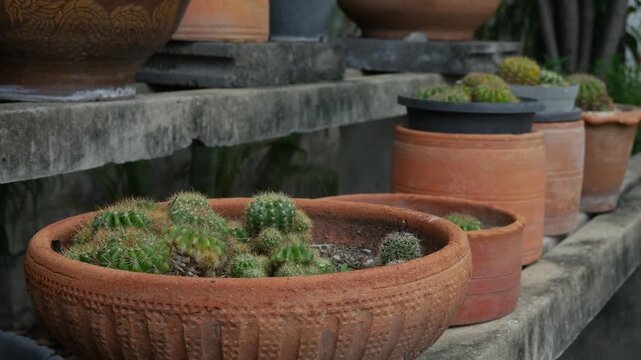 Collection of Terracotta Pots with Cacti Succulents on Weathered Concrete Steps Bamboo Palm Urban Garden Brick Wall Background