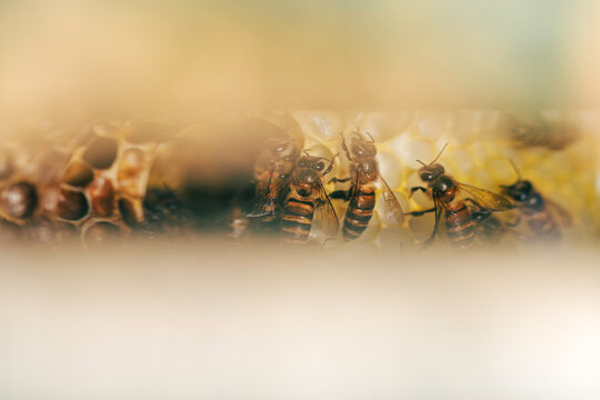 Macro close up of honey bees tending brood cells and honeycomb inside a beehive. Natural pollinator colony behavior, beekeeping and insect ecology concept.