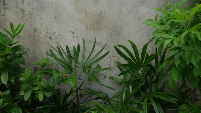 Tropical Green Plants Against Weathered Grey Concrete Wall Natural Background Urban Garden Lush Foliage Grunge Texture Botanical