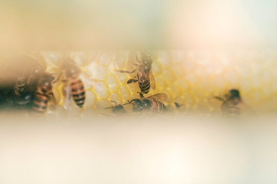 Macro close up of honey bees tending brood cells and honeycomb inside a beehive. Natural pollinator colony behavior, beekeeping and insect ecology concept.