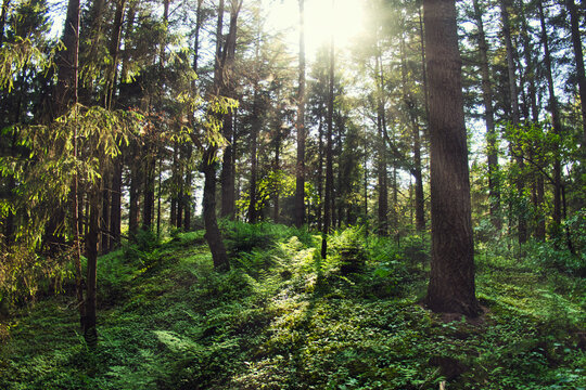 Sonnenlicht scheint durch B&auml;ume in einem gr&uuml;nen Wald (Esterfelder Forst- Meppen)