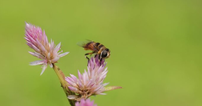 Big hoverfly walking on pink Cockscomb; slow motion monsoon morning macro foraging