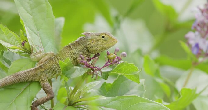 Green Oriental Garden Lizard on leaves basking; slow motion monsoon morning macro scale details