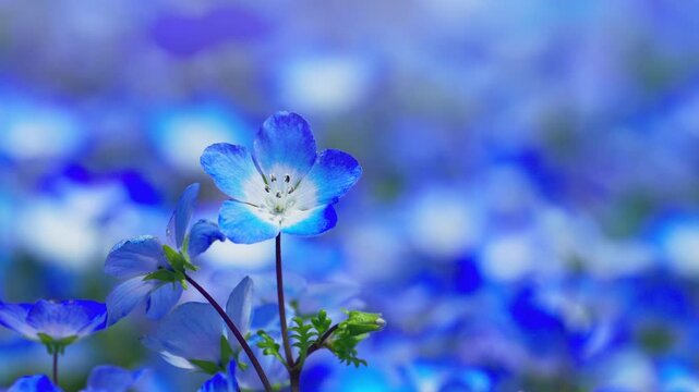 ネモフィラの花畑　春イメージ
