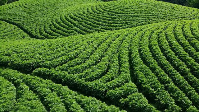 Aerial view of green tea plantation. Organic farm rows forming natural wave patterns in landscape.