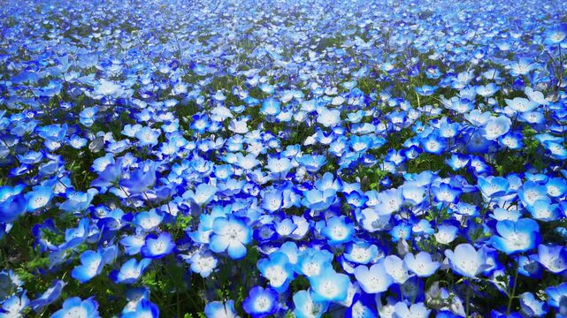 ネモフィラの花畑　春イメージ
