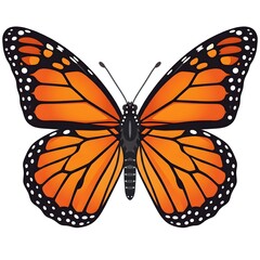 Fototapeta premium Monarch butterfly with open wings on white background. Vibrant orange and black insect in high-detail isolated nature shot.