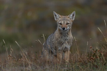 Fototapeta premium Wild The culpeo (Lycalopex culpaeus), also known as Culpeo zorro, Andean zorro, Andean fox or Red fox alert in tundra landscape. Puna Arneas, Patagonia, Chili. 