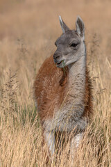 A young Guanaco (Lama guanicoe) in tall grass. Torres del Paine, Patagonian Landscape, Chili      © Albert