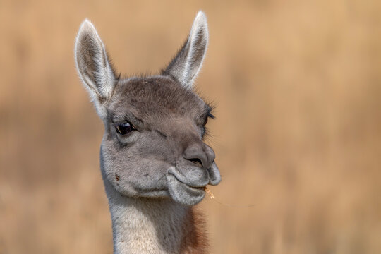 Portrait of a Guanaco (Lama guanicoe). in Torres del Paine, Patagonian Landscape, Chili.    