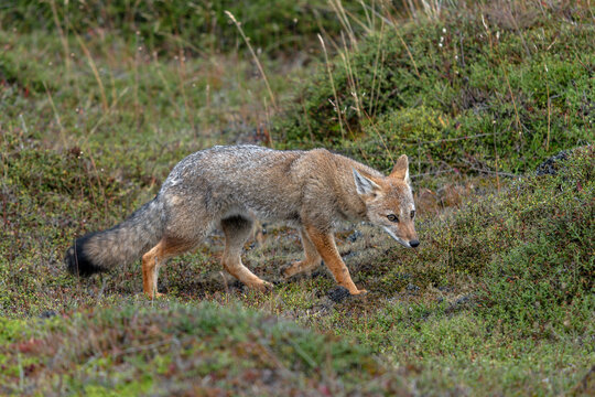 Wild The culpeo (Lycalopex culpaeus), also known as Culpeo zorro, Andean zorro, Andean fox or Red fox alert in tundra landscape. Puna Arneas, Patagonia, Chili.                