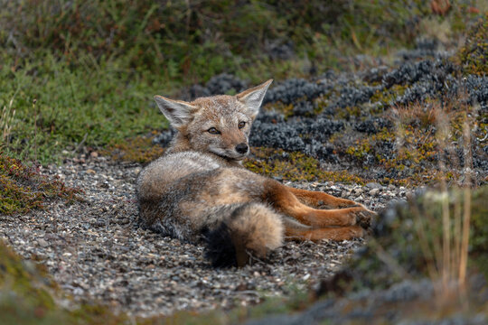 Relaxing Culpeo fox (Lycalopex culpaeus) looking back. Punta Arenas, Patagonia, Chile